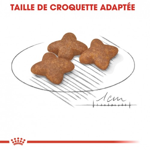 Alimentation pour chien - Royal Canin Mini Adult - Croquettes pour chien pour chiens