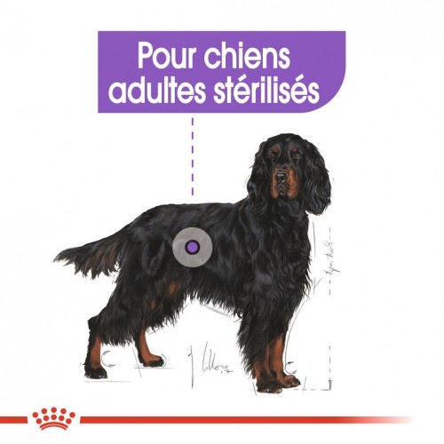 Alimentation pour chien - Royal Canin Maxi Sterilised - Croquettes pour chien pour chiens