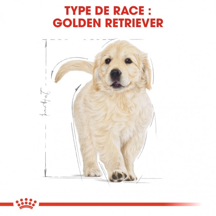 Alimentation pour chien - Royal Canin Golden Retriever Puppy - Croquettes pour chiot pour chiens