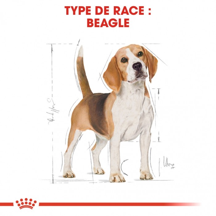 Alimentation pour chien - Royal Canin Beagle Adult - Croquettes pour chien pour chiens