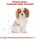 Alimentation pour chien - Royal Canin Cavalier King Charles Puppy - Croquettes pour chiot pour chiens