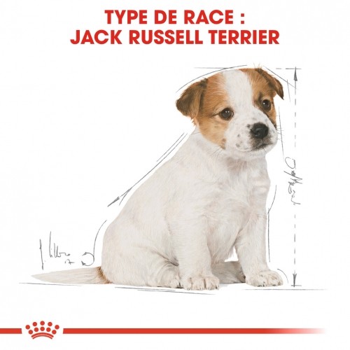 Alimentation pour chien - Royal Canin Jack Russell Puppy - Croquettes pour chiot pour chiens