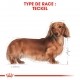 Alimentation pour chien - Royal Canin Teckel Adult (Dachshund) - Croquettes pour chien pour chiens