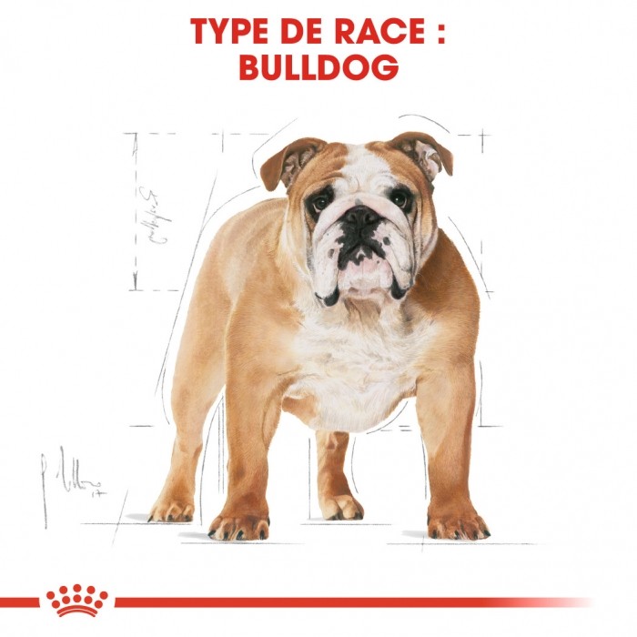 Alimentation pour chien - Royal Canin Boulldog Anglais Adult (Bulldog) - Croquettes pour chien pour chiens