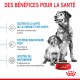 Alimentation pour chien - Royal Canin Medium Starter pour chiens