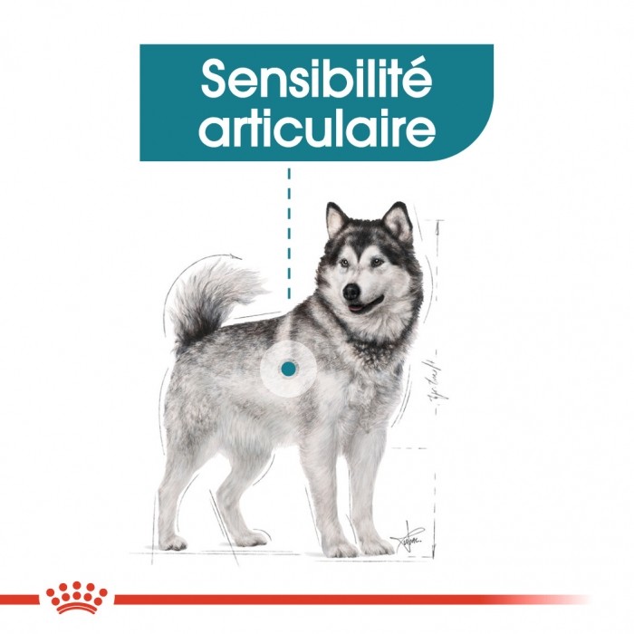 Alimentation pour chien - Royal Canin Maxi Joint Care - Croquettes pour chien pour chiens