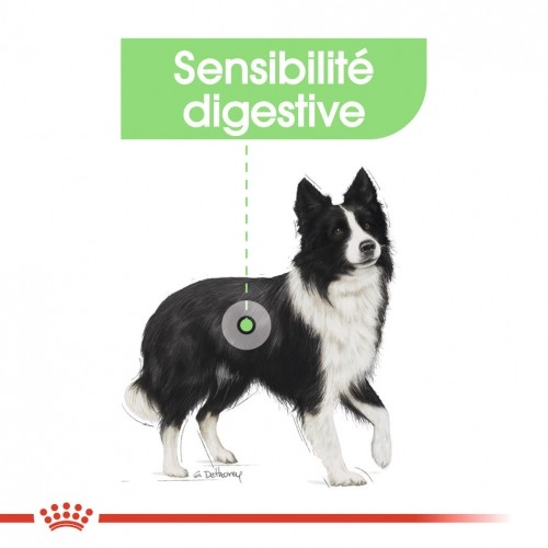 Alimentation pour chien - Royal Canin Medium Digestive Care - Croquettes pour chien pour chiens