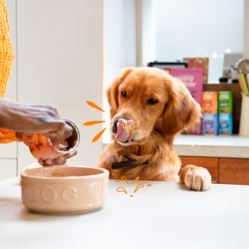 Alimentation pour chien - Edgard & Cooper, pâtée en boîtes pour chien adulte pour chiens