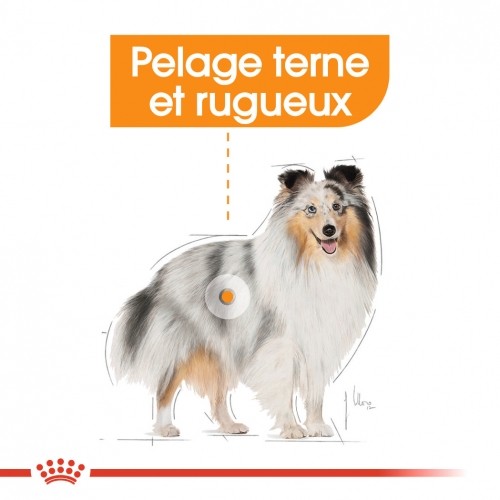 Alimentation pour chien - Royal Canin Coat Care - Pâtée pour chien pour chiens