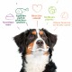 Alimentation pour chien - Yarrah croquettes bio pour chien adulte pour chiens