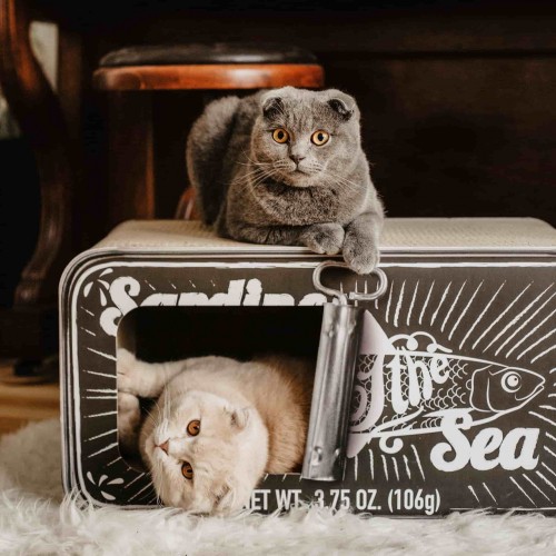 Arbre à chat et griffoir - Griffoir Sardine - Noir pour chats