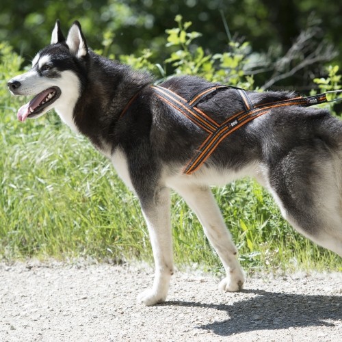 Sports Canins - Ceinture Canicross One pour chiens