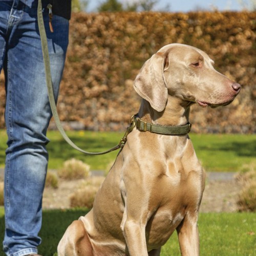 Collier, laisse et harnais - Collier Velura Dog – Vert kaki pour chiens