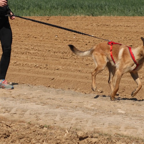 Sélection Made in France - Laisse ceinture élastique Otium pour chiens