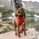 Summer Time - Harnais Front Range - Rouge pour chiens