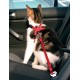 Transport du chat - Harnais chat voiture pour chats