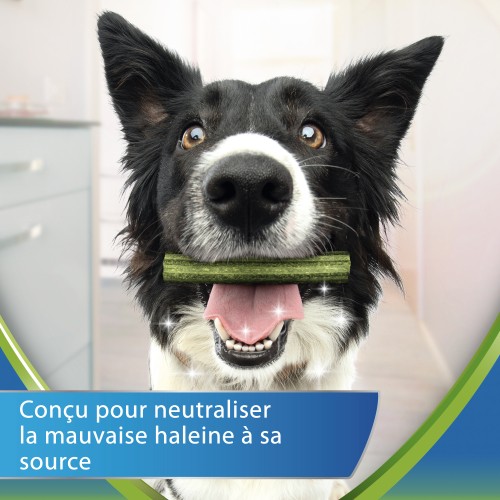 Friandise & complément - Dentalife ActivFresh en Bâtonnets - Friandises bucco-dentaires pour chien pour chiens