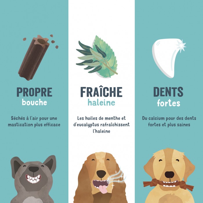 Friandise & complément - Friandises MACH'STICKS Dental - Pomme/Eucalyptus pour chiens