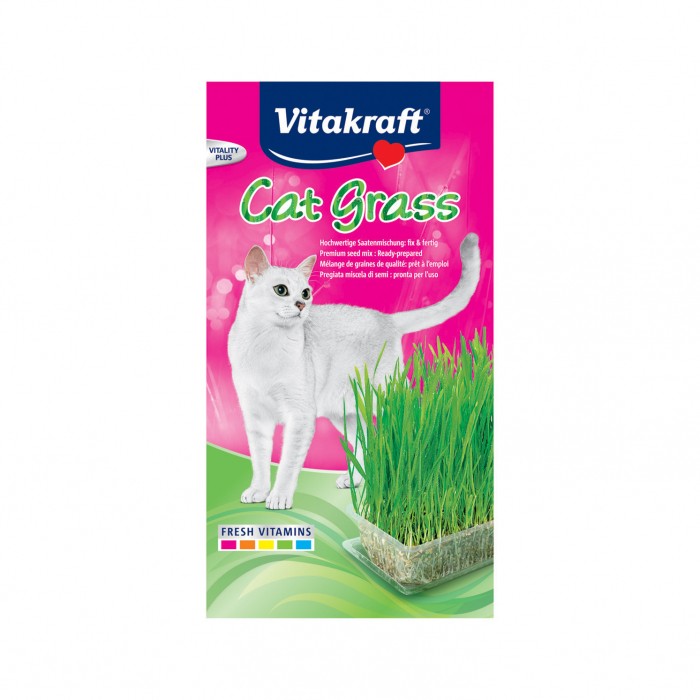 Herbe à chat Cat-Gras