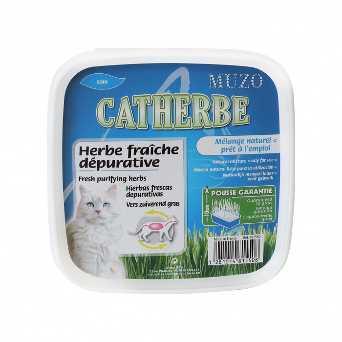 Herbe à chat dépurative Catherbe