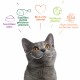 Friandise & complément - Yarrah sticks à mâcher bio pour chat pour chats