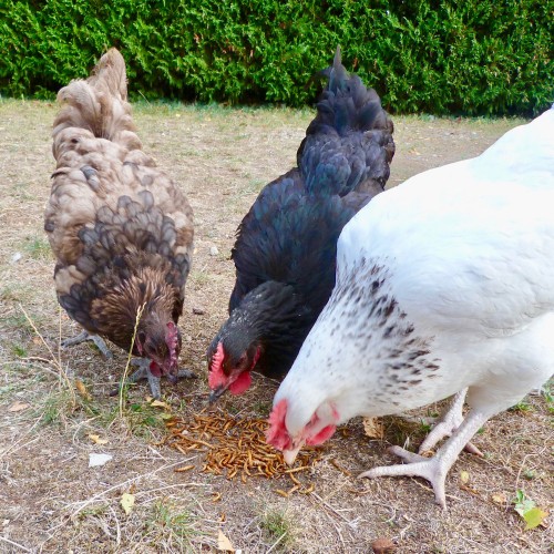 Friandise et complément poule - Vers de farine déshydratés pour poules