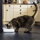 Gamelle, distributeur & fontaine - Gamelle hermétique pour chats