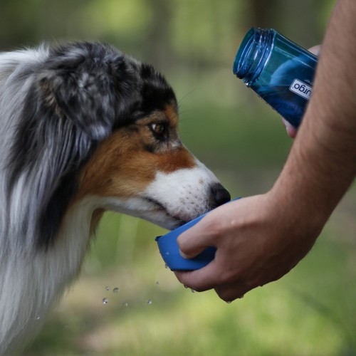 Gamelle et distributeur - Gourde Bottle & Bowl pour chiens