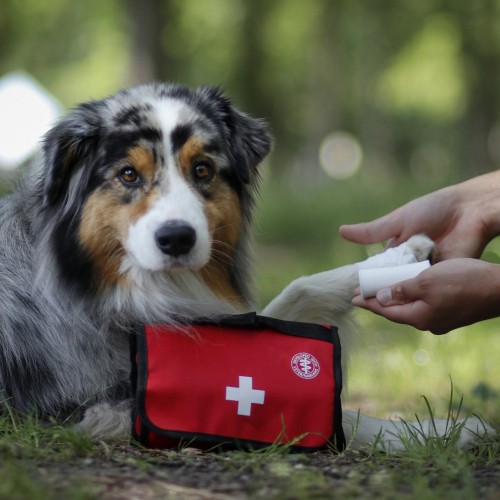 Sélection Eté - Set premiers soins Premium pour chiens