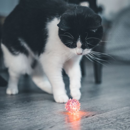 Jouet pour chat - Balle lumineuse à picots pour chats