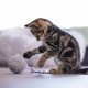 Jouet pour chat - Balle pelotte de laine pour chats