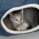 Jouet pour chat - Tunnel Vesper pour chats