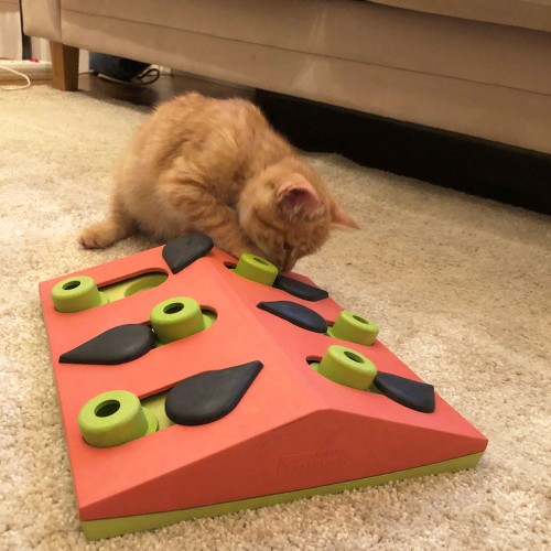 Jouet pour chat - Jouet distributeur Melon Madness pour chats