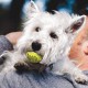 Jouet pour chien - Trio de Balles de Tennis SqueakAir KONG pour chiens