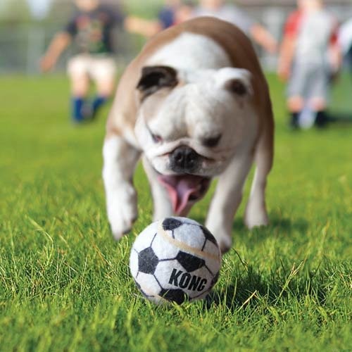 Sélection Printemps - Trio de balles Sport  KONG pour chiens