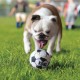 Sélection Eté - Trio de balles Sport  KONG pour chiens