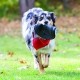 Jouet pour chien - Frisbee Flyer Extreme pour chiens
