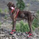 Sécurité et protection - Chaussures techniques Blaze Cross pour chiens