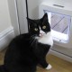 Chatière, sécurité, anti-fugue - Grande chatière électronique SureFlap pour chats
