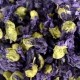 Friandise et complément  - Fleurs de mauve bio pour rongeurs