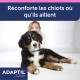 Stress, comportement chien - ADAPTIL® Junior collier pour chiens