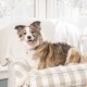 Stress, comportement chien - Collier anti-aboiement à spray rechargeable pour chiens
