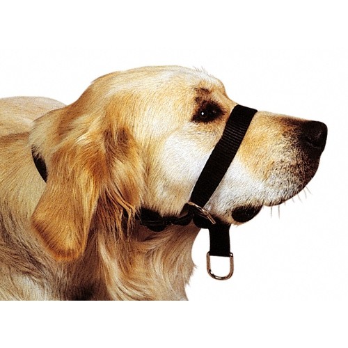 Stress, comportement chien - Licol Top Trainer pour chiens