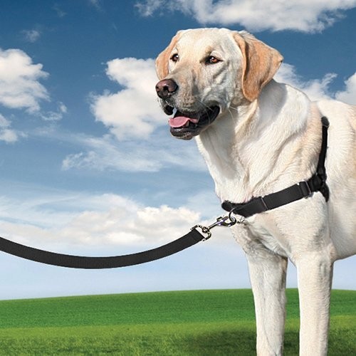 Stress, comportement chien - Harnais Easy Walk™  pour chiens