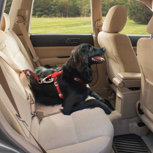 Transport du chien - Sangle d'attache de sécurité Swivel pour chiens