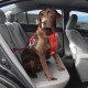 Transport du chien - Sangle d'attache de sécurité Swivel pour chiens