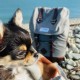 Transport du chien - Sac à dos K9 Rucksack pour chiens