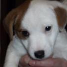 Enza - Jack Russell Terrier (Jack Russell d'Australie)  - Femelle