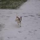 Plouf - Jack Russell Terrier (Jack Russell d'Australie)  - Mâle