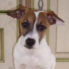 Edji - Jack Russell Terrier (Jack Russell d'Australie)  - Mâle